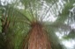 Fern