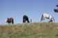 horses