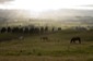 landscape with horse