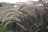 Grass
