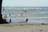 Sailboats