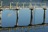 Birds on Pier