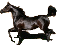 Horse Icon