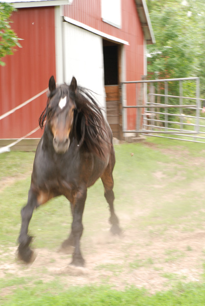 horse image