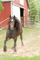 horse1