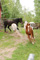 horse2
