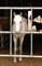 horse4