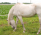 horse5