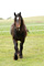 horse7