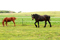 horse8